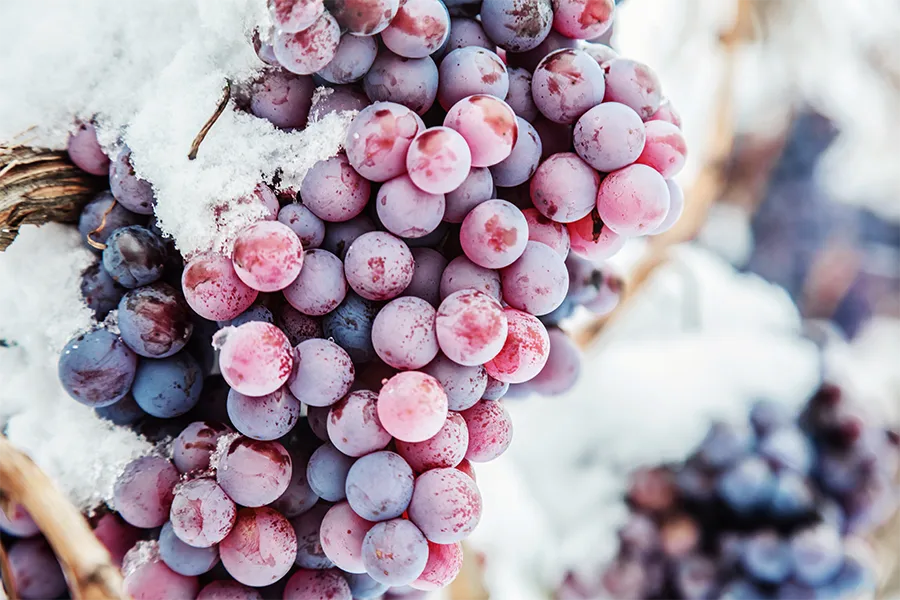 Eiswein Trauben bei Frost